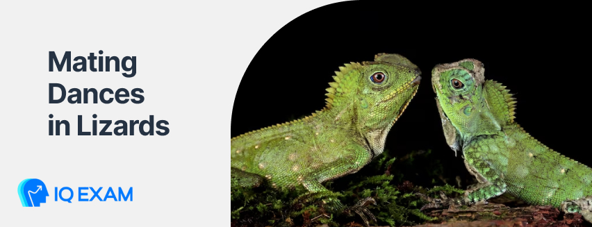 Mating Dances in Lizards